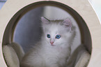 Ragdoll kitten