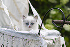 Ragdoll kitten