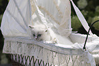 Ragdoll kitten