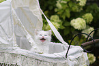 Ragdoll kitten