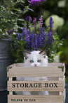 Ragdoll kitten