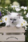 Ragdoll kitten