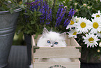 Ragdoll kitten