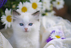 Ragdoll kitten