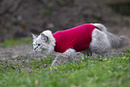 Ragdoll