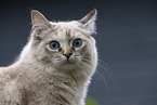 Ragdoll
