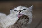 Ragdoll