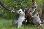 Ragdoll kitten