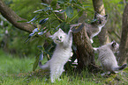 Ragdoll kitten
