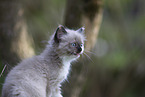 Ragdoll kitten