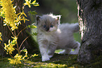 Ragdoll kitten