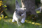 Ragdoll kitten