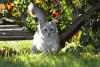 Ragdoll kitten