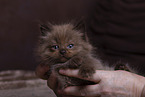 Ragdoll kitten