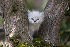 Ragdoll kitten