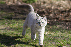 Ragdoll