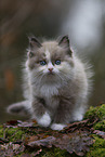 Ragdoll kitten