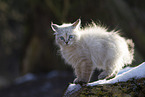 Ragdoll kitten