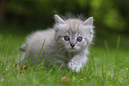 Ragdoll kitten