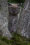 Ragdoll kitten