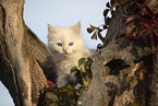 Ragdoll kitten