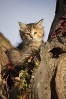 Ragdoll kitten