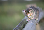 Ragdoll kitten