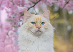 Ragdoll in spring