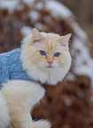Ragdoll in winter