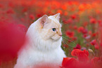 Ragdoll in summer