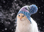 Ragdoll in winter
