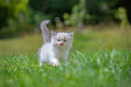 Ragdoll kitten
