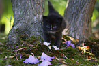 Ragdoll Kitten