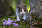 Ragdoll Kitten