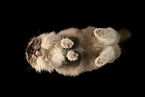 Ragdoll from below