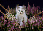 Ragdoll Kitten