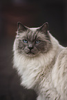 Ragdoll tomcat