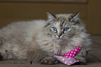 adult Ragdoll