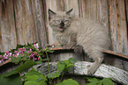 Ragdoll Kitten