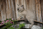 Ragdoll Kitten