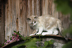 Ragdoll Kitten