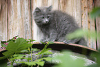 Ragdoll Kitten