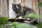 Ragdoll Kitten