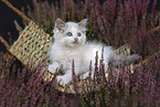 Ragdoll kitten