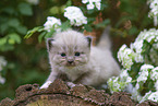 Ragdoll Kitten