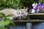 adult Ragdoll