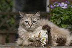 adult Ragdoll