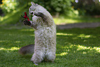 adult Ragdoll