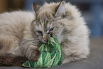 adult Ragdoll