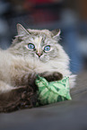 adult Ragdoll